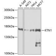 Western blot analysis of extracts of various cell lines using KTN1 Antibody (1/1000 dilution).