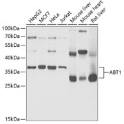 abx004524
