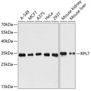 Western blot analysis of extracts of various cell lines using RPL7 Antibody (1/3000 dilution).