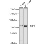 abx004555