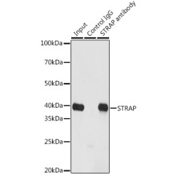 Serine-Threonine Kinase Receptor-Associated Protein (STRAP) Antibody