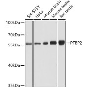 Western blot analysis of extracts of various cell lines using PTBP2 Antibody (1/1000 dilution).