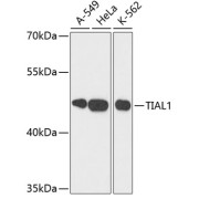 Western blot analysis of extracts of various cell lines using TIAL1 Antibody (1/3000 dilution).