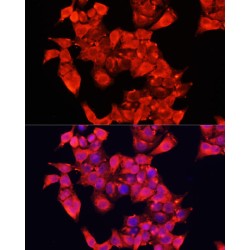 Amine Oxidase Copper Containing 1 (AOC1) Antibody
