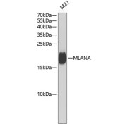 Western blot analysis of extracts of M21 cells using MLANA Antibody (1/1000 dilution).