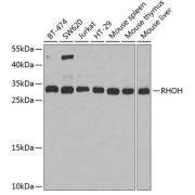 Western blot analysis of extracts of various cell lines using RHOH Antibody (1/1000 dilution).