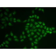 Immunofluorescence analysis of U2OS cells using BTG1 Antibody