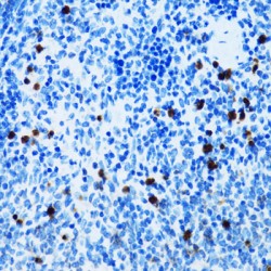 Leukosialin (SPN) Antibody
