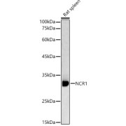 abx004931