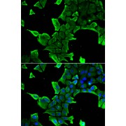 Immunofluorescence analysis of A549 cells using NCS1 Antibody