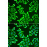 Immunofluorescence analysis of U2OS cells using NGB Antibody