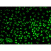 Immunofluorescence analysis of U2OS cells using BUB3 Antibody
