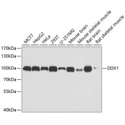 Western blot analysis of extracts of various cell lines using DDX1 Antibody (1/1000 dilution).