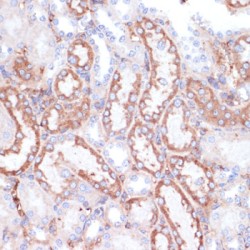 Glycine Amidinotransferase, Mitochondrial (GATM) Antibody
