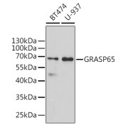 Western blot analysis of extracts of various cell lines using GRASP65 Antibody (1/1000 dilution).