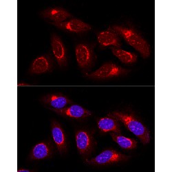 Golgi Reassembly-Stacking Protein of 65 kDa (GRASP65) Antibody