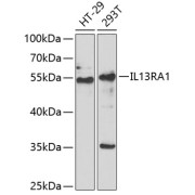 Western blot analysis of extracts of various cell lines using IL13RA1 Antibody (1/1000 dilution).