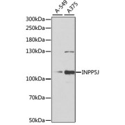 Western blot analysis of extracts of various cell lines using INPP5J Antibody (1/1000 dilution).
