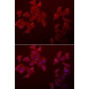 Immunofluorescence analysis of A549 cells using LECT1 Antibody