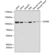 Western blot analysis of extracts of various cell lines using OSMR Antibody (1/1000 dilution).