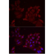 Immunofluorescence analysis of MCF7 cells using PANX1 Antibody