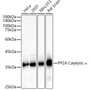 Western blot analysis of various lysates using PP2A Catalytic α Antibody (1/2000 dilution).