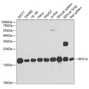 Western blot analysis of extracts of various cell lines using RPS14 Antibody (1/1000 dilution).