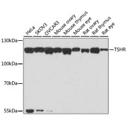 Western blot analysis of extracts of various cell lines using TSHR Antibody (1/1000 dilution).