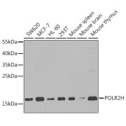 Western blot analysis of extracts of various cell lines using POLR2H Antibody (1/1000 dilution).