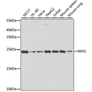Western blot analysis of extracts of various cell lines using RPS5 Antibody (1/1000 dilution).