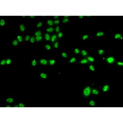 Zinc Finger Protein 148 (ZNF148) Antibody