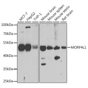 Western blot analysis of extracts of various cell lines using MORF4L1 Antibody (1/1000 dilution).