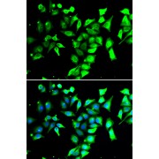 Immunofluorescence analysis of A549 cells using FKBP8 Antibody