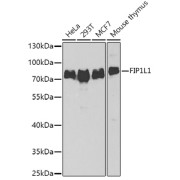 Western blot analysis of extracts of various cell lines using FIP1L1 Antibody (1/1000 dilution).