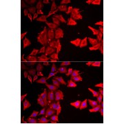 Immunofluorescence analysis of MCF7 cells using THRSP Antibody