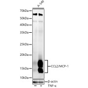 Western blot analysis of A-549 using CCL2/MCP-1 Antibody (1/2000 dilution).A-549 cells were treated by TNF-α (20 ng/ml) at 37℃ for 30 minutes after serum-starvation overnight.