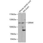 Western blot analysis of extracts of various cell lines using GRM4 Antibody (1/1000 dilution).