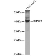 Western blot analysis of extracts of U-251MG cells using RUNX3 Antibody (1/1000 dilution).
