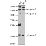 Western blot analysis of extracts of various cell lines using Caspase-8 Antibody (1/1000 dilution).