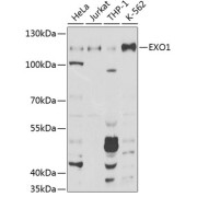 Western blot analysis of extracts of various cell lines using EXO1 Antibody (1/1000 dilution).