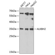 abx005629