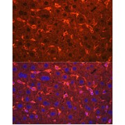 Immunofluorescence analysis of Mouse liver using Ceruloplasmin Antibody (1/100 dilution). Blue: DAPI for nuclear staining.