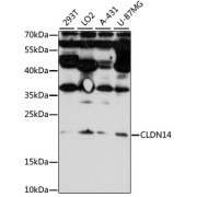 Western blot analysis of extracts of various cell lines using CLDN14 Antibody (1/1000 dilution).