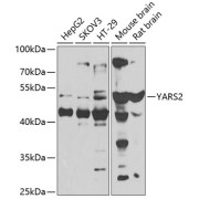 Western blot analysis of extracts of various cell lines using YARS2 Antibody (1/1000 dilution).