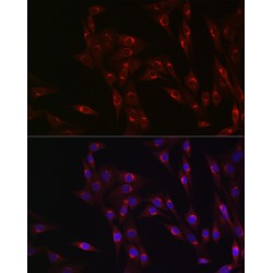 Major Histocompatibility Complex Class I-Related Gene Protein (MR1) Antibody