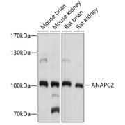 abx005678