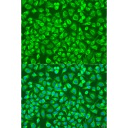 Immunofluorescence analysis of U2OS cells using ENTPD5 Antibody (1/100 dilution). Blue: DAPI for nuclear staining.