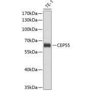 Western blot analysis of extracts of THP-1 cells using CEP55 Antibody (1/1000 dilution).