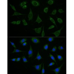 ATPase Family AAA Domain-Containing Protein 3A (ATAD3A) Antibody