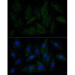 ATPase Family AAA Domain-Containing Protein 3A (ATAD3A) Antibody